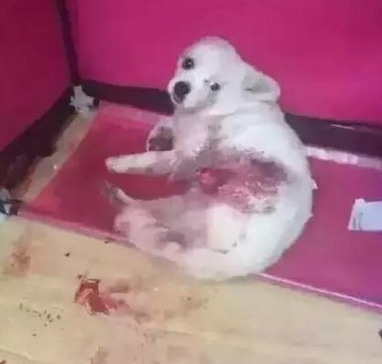 狗狗最新爆料视频播放,揭秘宠物界的秘密生活  第2张